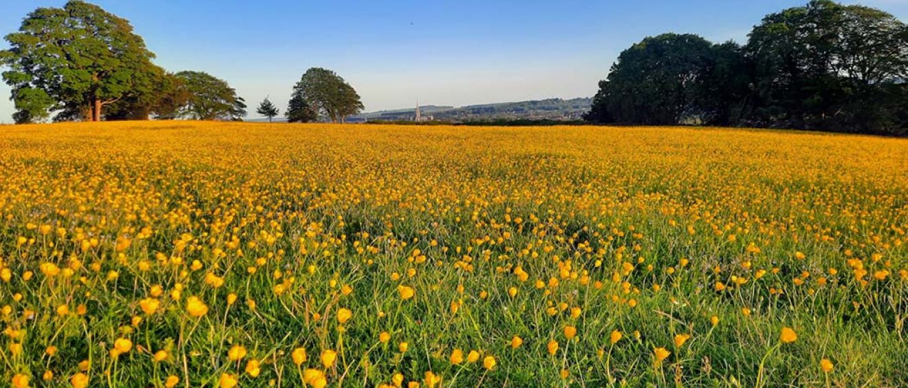 field full of buttercups, Salisbury Cathedral spire in background