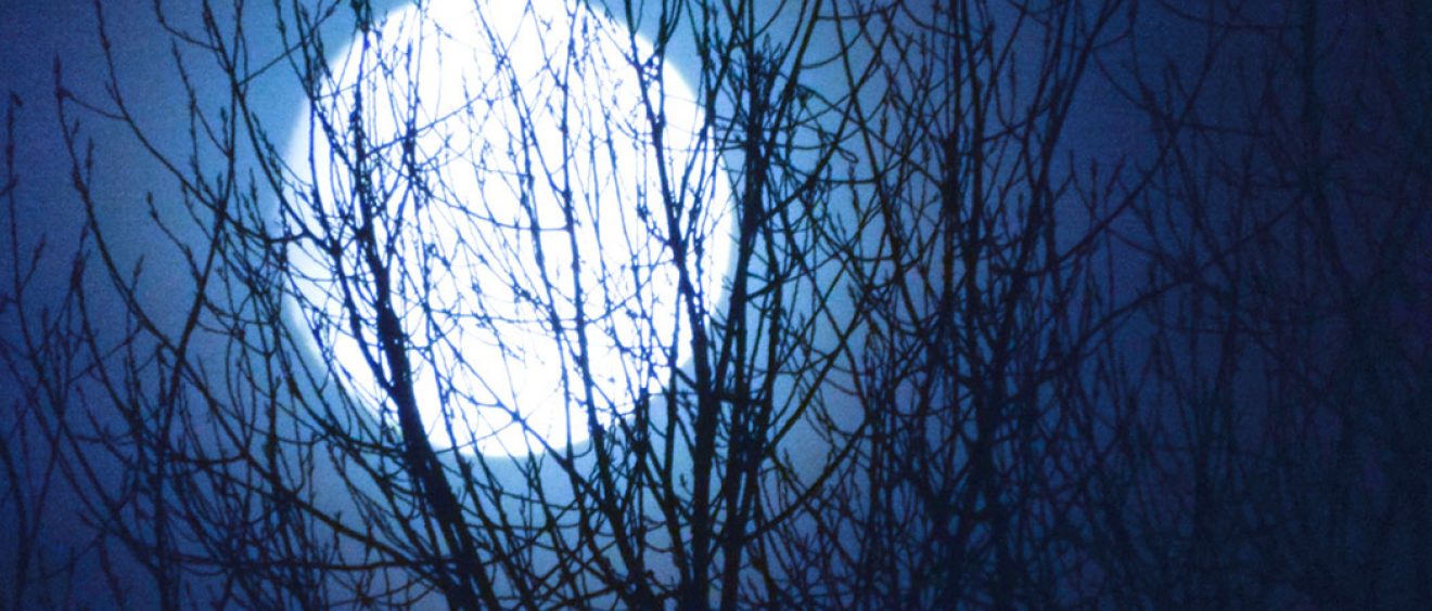 full white moon silhoutted behind trees branches and midnight blue sky