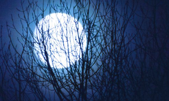 full white moon silhoutted behind trees branches and midnight blue sky