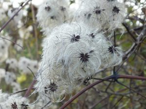 close up of furry white clumps of old man's beard plant