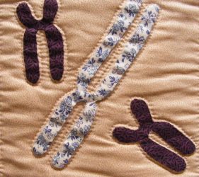 quilted chromosomes