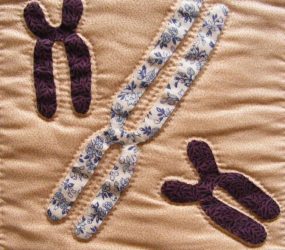 quilted chromosomes