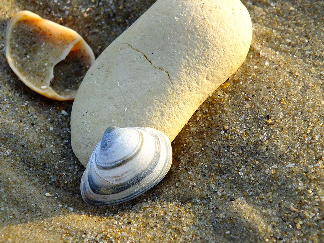 pebble shell