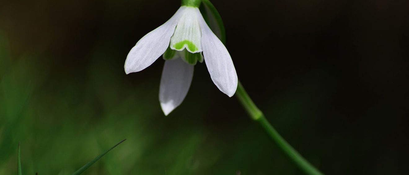 close up of snowdrop in grass