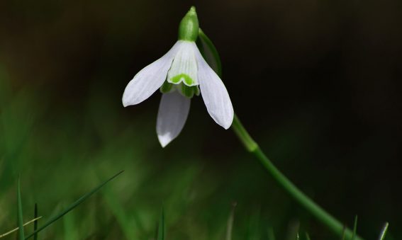 close up of snowdrop in grass