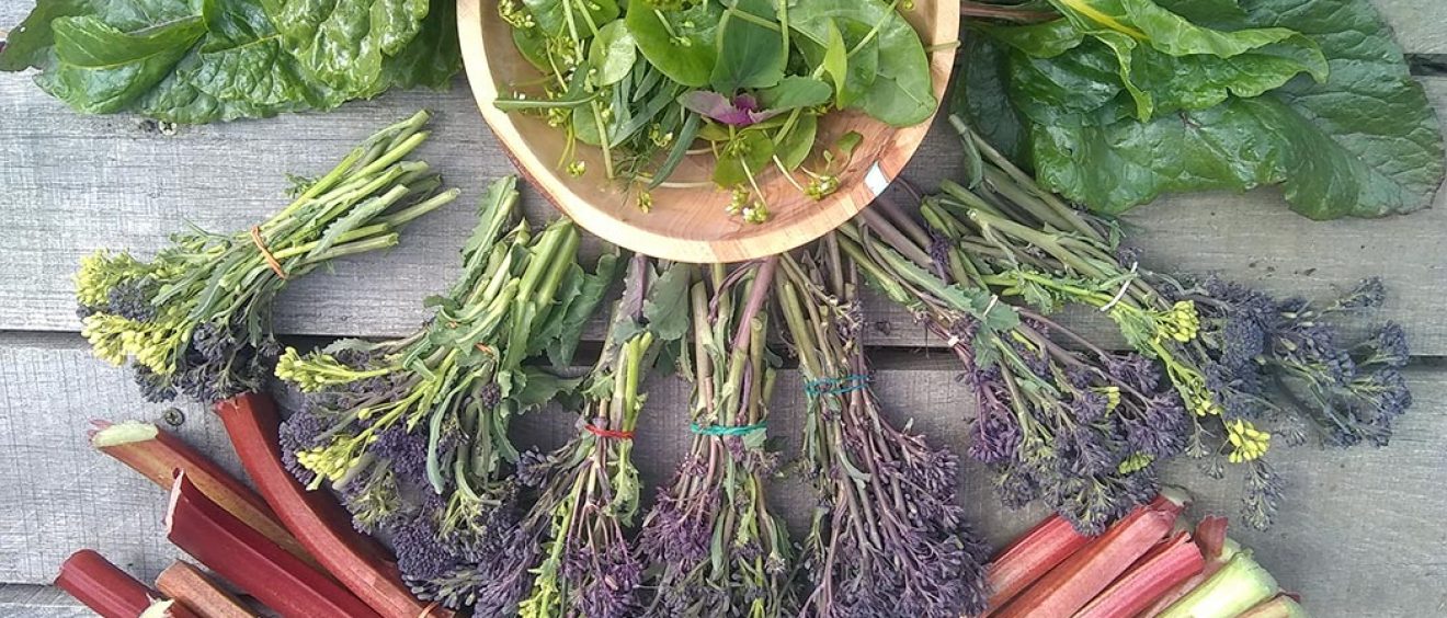 rhubarb stems, salad leaves and purple sprouting broccoli