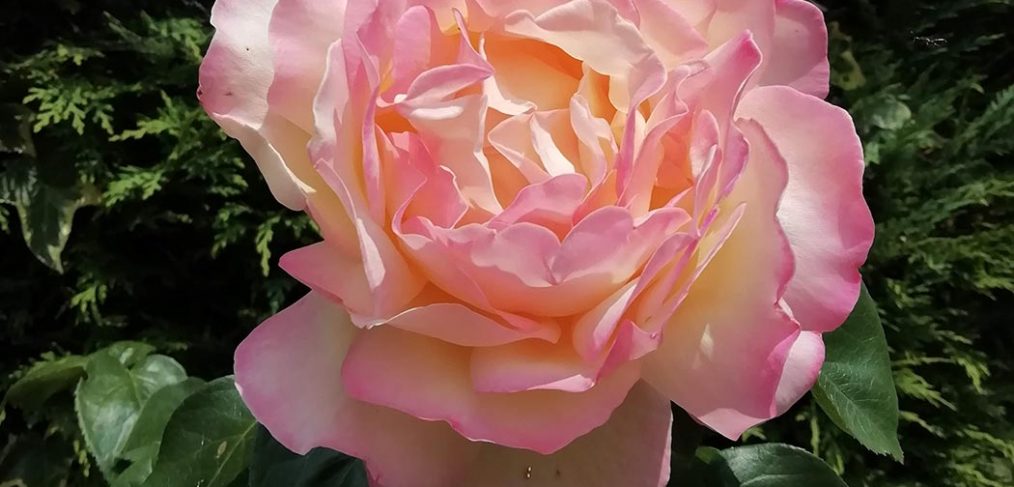 pink rose in full bloom