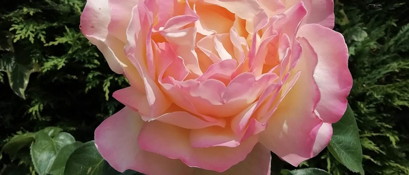 pink rose in full bloom