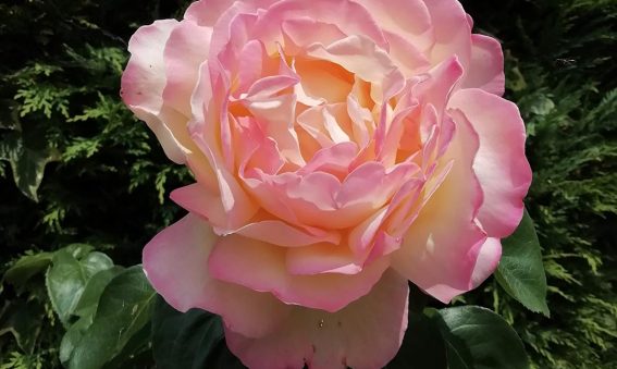 pink rose in full bloom