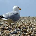 photograph of gull on pebbles