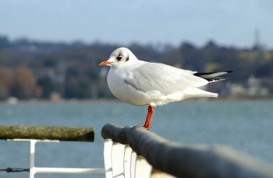 Seagull perched on railing