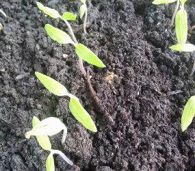 tomato seedlings poking through soil