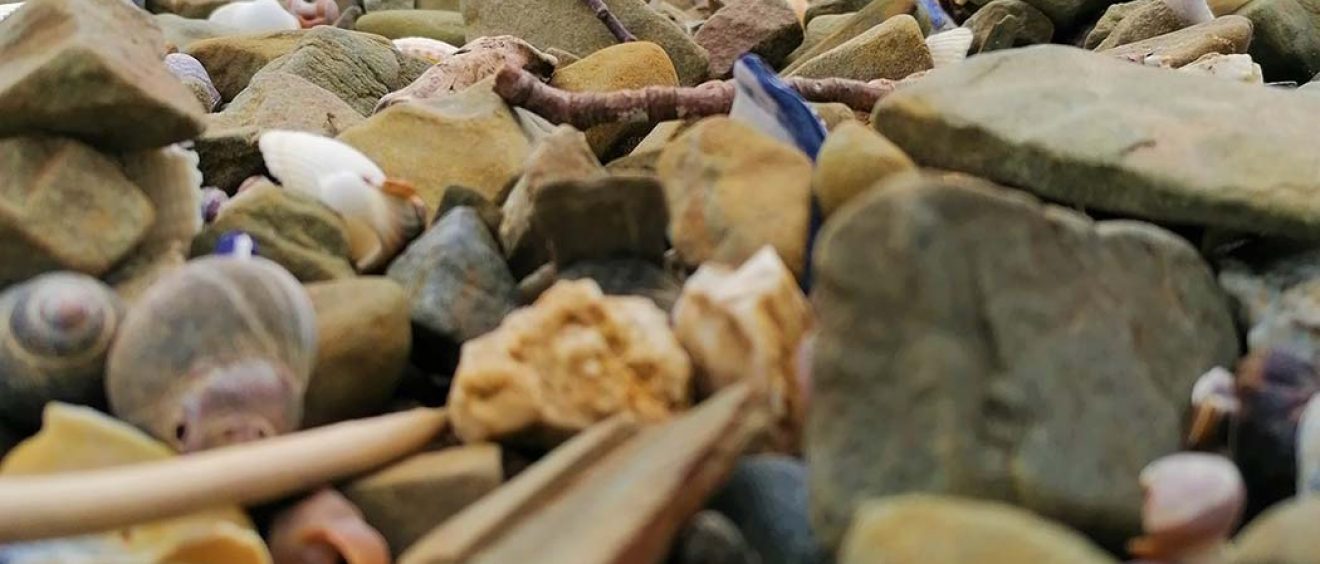 close up of pebbles and shells scattered at shoreline