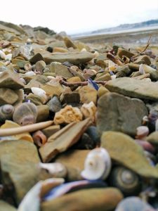 close up of pebbles and shells scattered at shoreline