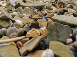 close up of pebbles and shells scattered at shoreline