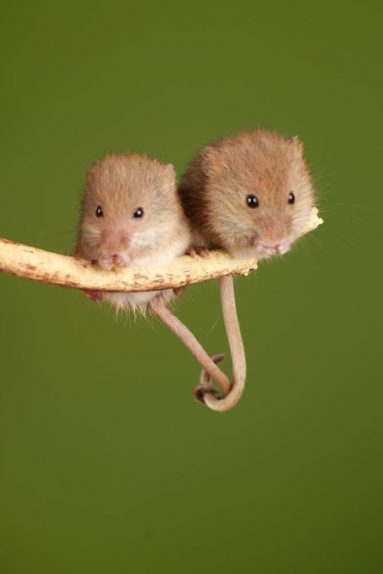 two light brown mice perched on twig with tails entwined