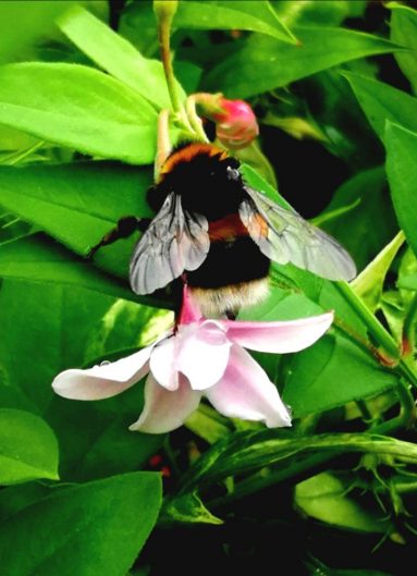 bumble bee on pink and white flower, surrounded by green leaves