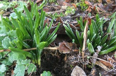 frost covering newly emerged leaves on spring bulbs
