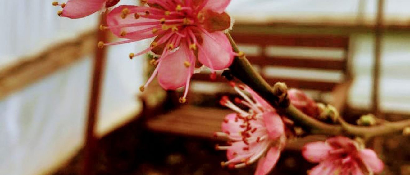 bright pink tree blossom