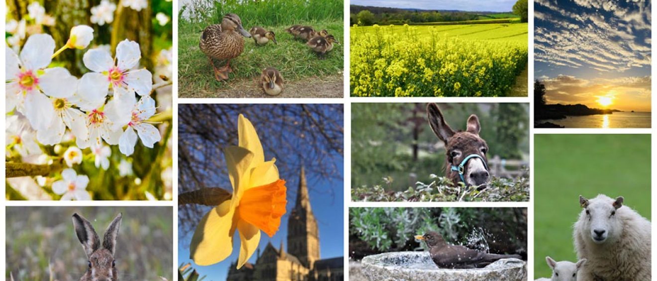 montage of spring images including daffodils, blossom, oil seed rape field, bird in bath, donkey looking over hedge and sheep