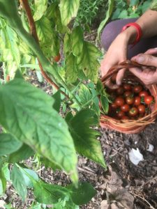 close up of tomato plant and basket of cherry tomatoes