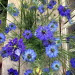 blue nigella flowers