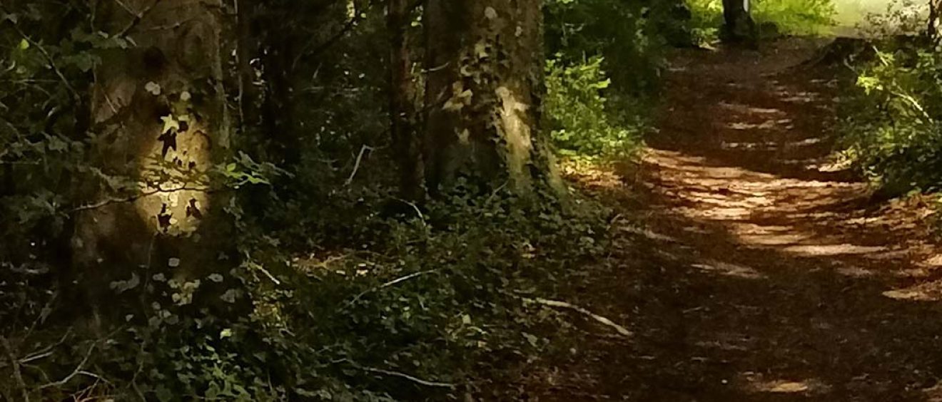 earth path winding through woodland, sunlight breaking through
