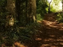 earth path winding through woodland, sunlight breaking through