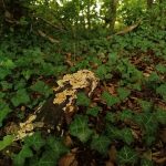 fungus growing on fallen log, ivy growing around, on woodland ground