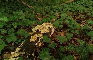 fungus growing on fallen log, ivy growing around, on woodland ground