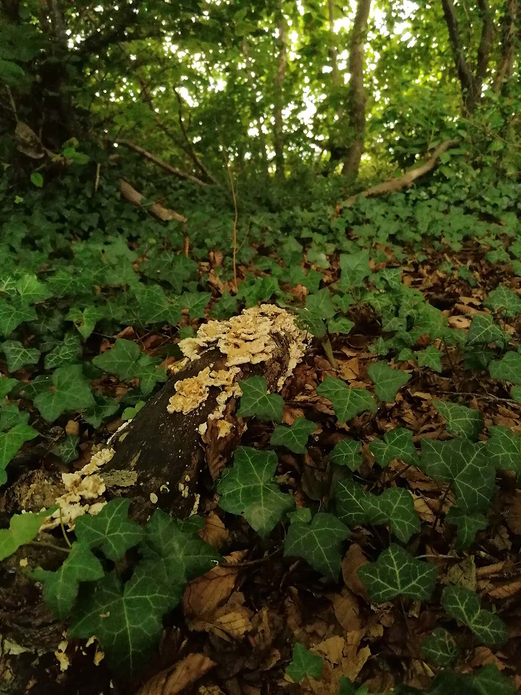 woodland fungus